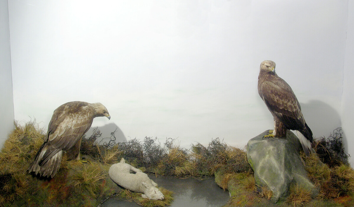 Booth Museum Golden Eagle diorama