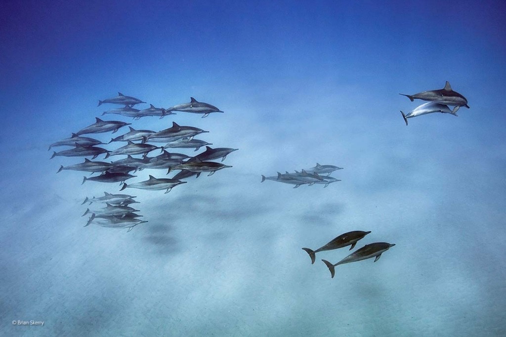 Brian Skerry / Wildlife Photographer of the Year 2014. Wildlife Photographer of the Year is co-owned by the Natural History Museum and BBC Worldwide