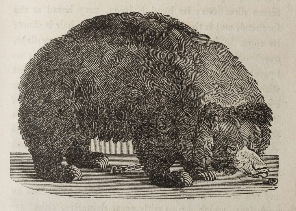 A bear from Thomas Bewick’s History of Quadrupeds, 1804 edition