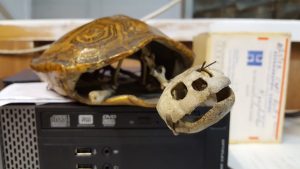 Tortoise shell and skull