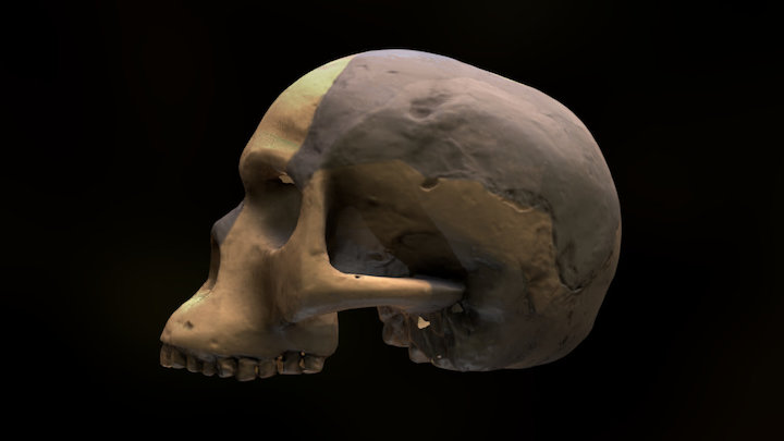 Piltdown Man Skull by Brighton Museums on Sketchfab