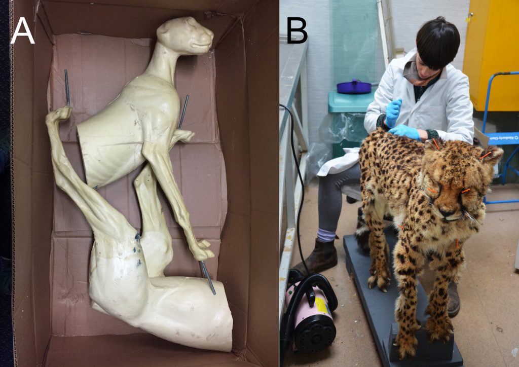 The preformed mannequin (A) and Jazmine working on the cheetah mount (B)
