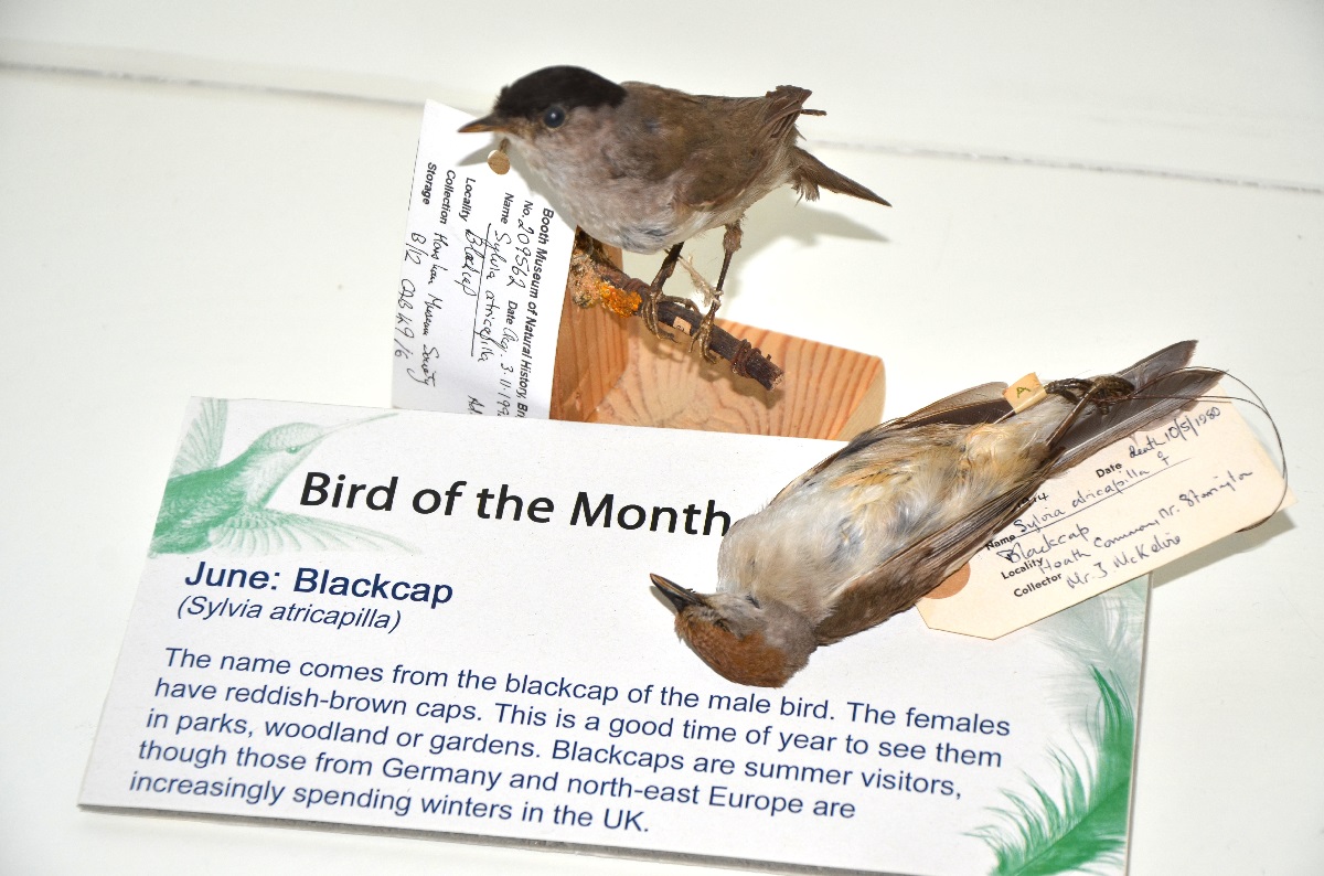 Sylvia atricapilla or Blackcap.