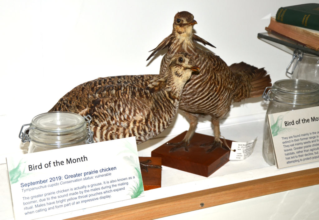 Greater prairie chicken, Tympanuchus cupido
