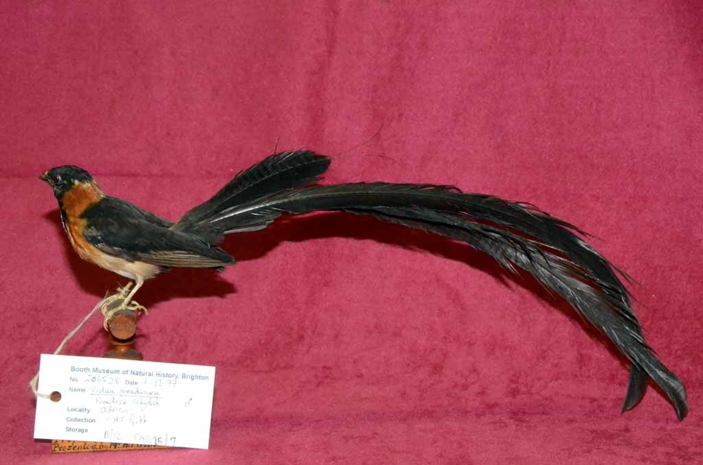 Long-tailed paradise whydah, Vidua paradisaea,