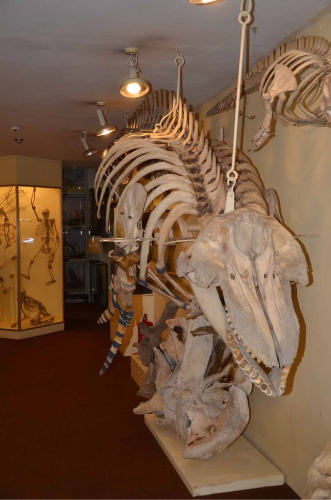 Orca (or Killer whale) skeleton hanging at the Booth Museum
