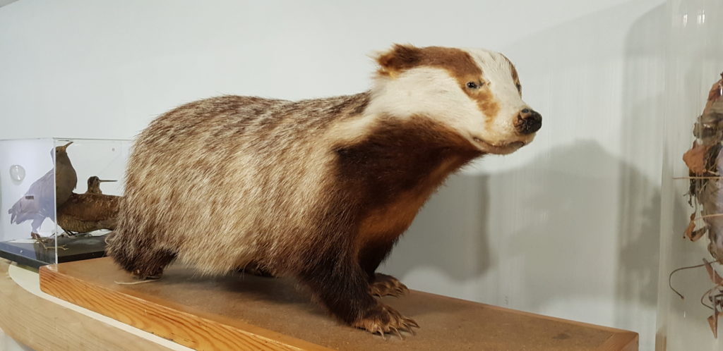 Our Booth badger has been digitised for the base of the CGI badger in the Prince Caspian movie.