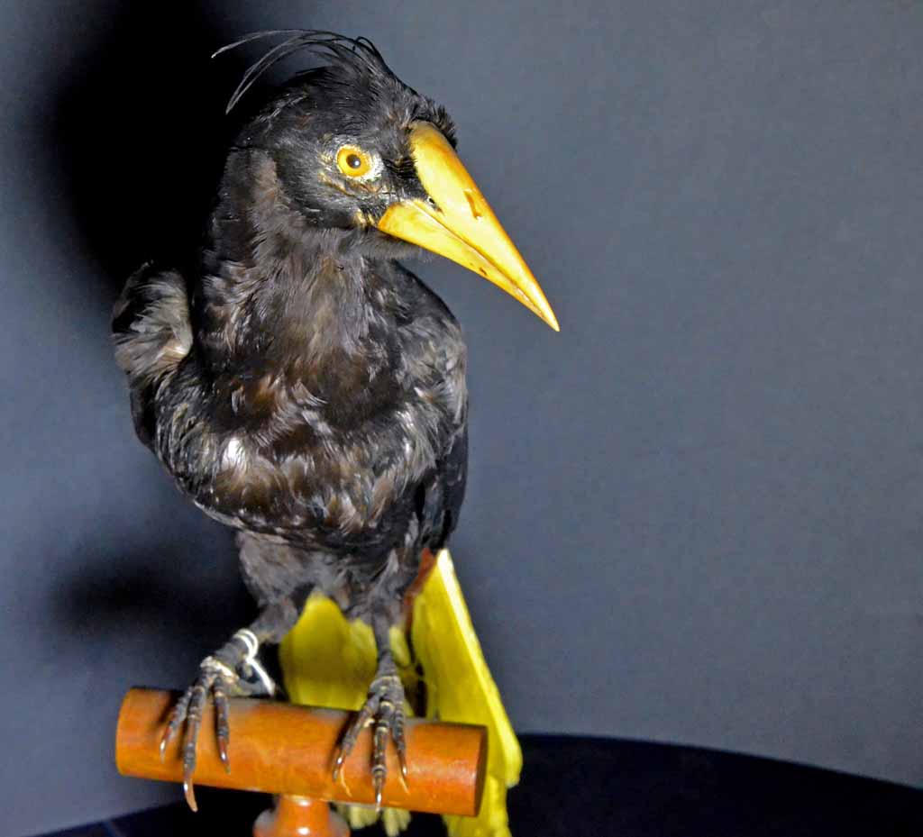 Crested oropendola, Psarocolius decumanus.