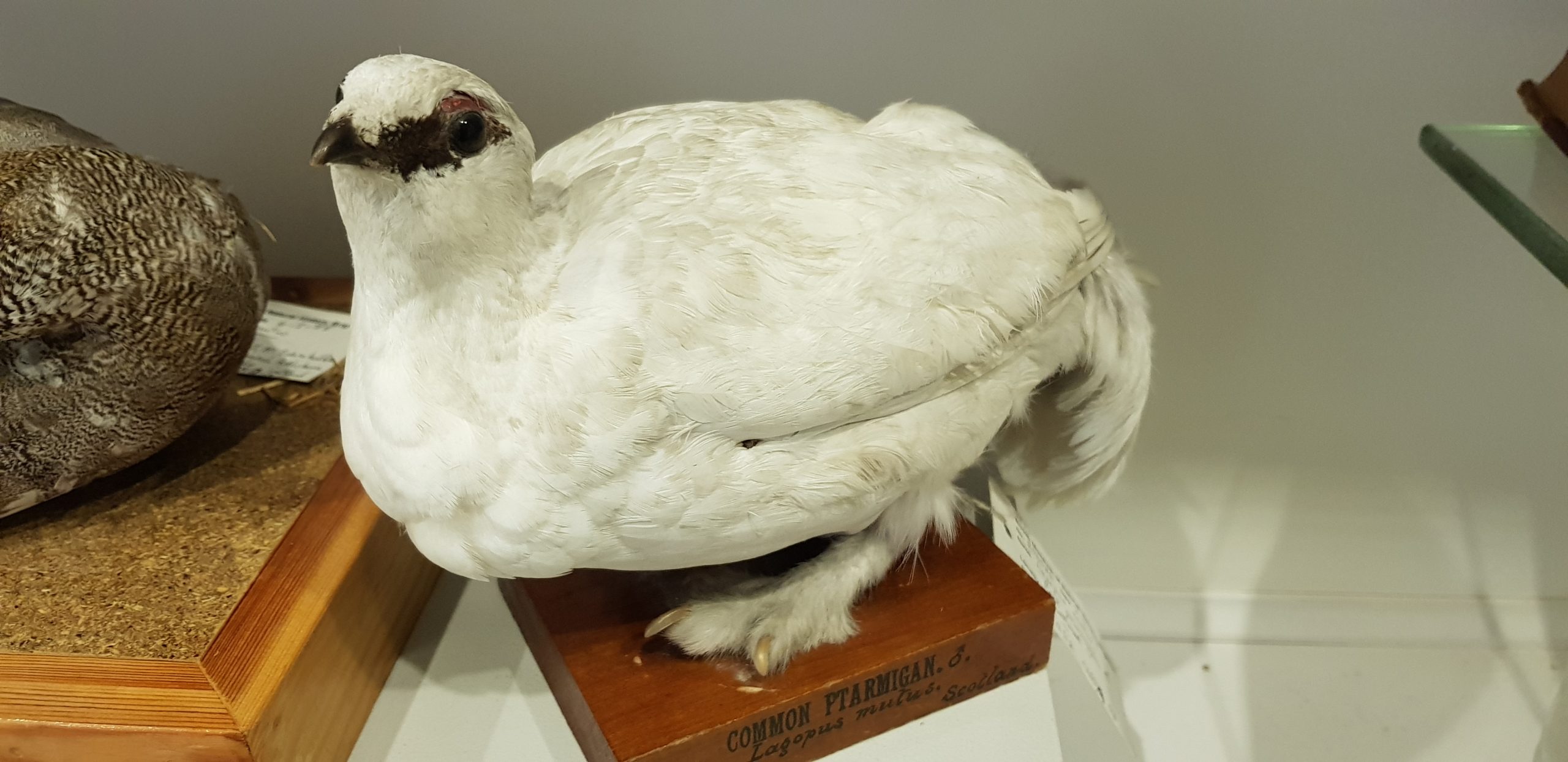 Ptarmigan Lagopus muta