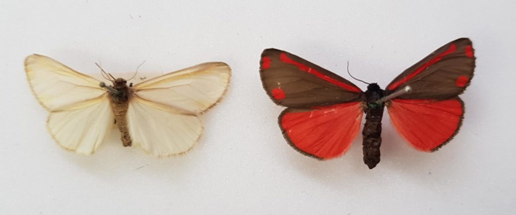 Two moths from the Booth Museum showing the difference in colour.