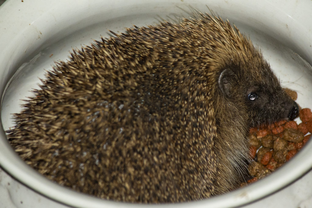 Nature Heroes Of Sussex Andrew Scoon Joint Project Lead For Brighton