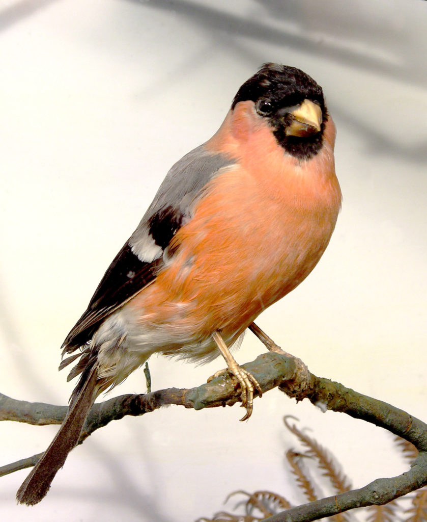 Booth Museum bullfinch diorama