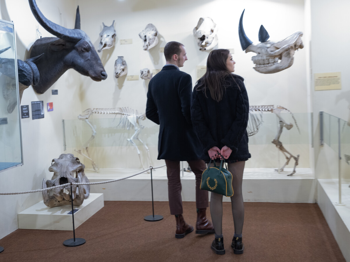 Couple viewing animal skulls in gallery.