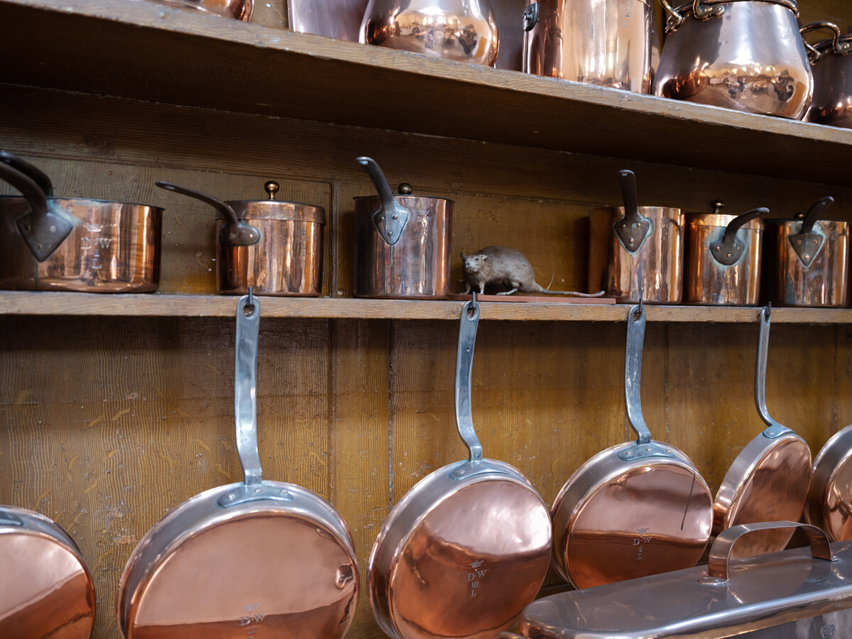 Copper pots and pans and a rat on some shelves.