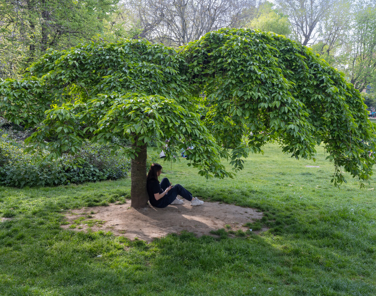 Person sitting beneath tree reading.