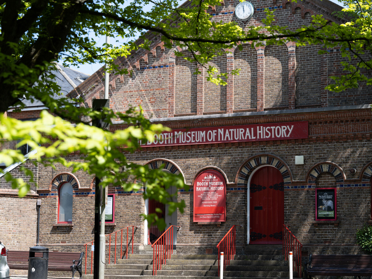 Booth Museum of Natural History, 194 Dyke Road, Brighton, City of Brighton and Hove, England. Opened in 1874 The Romanesque Revival building is listed at Grade II by English Heritage