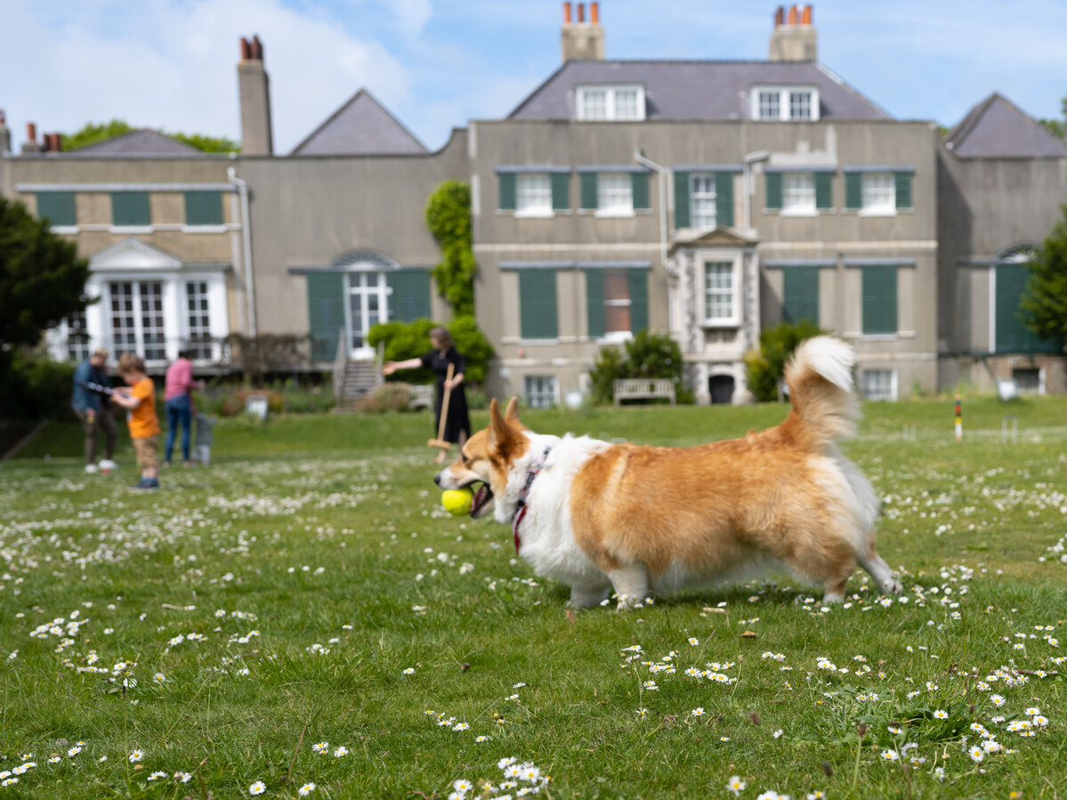 Dog in garden. Preston Manor in background.