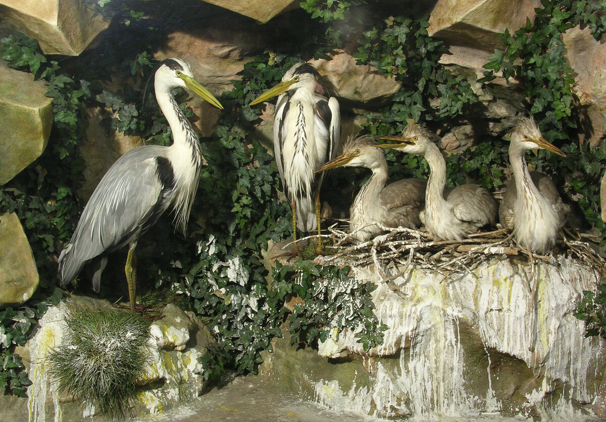 Display case containing herons.