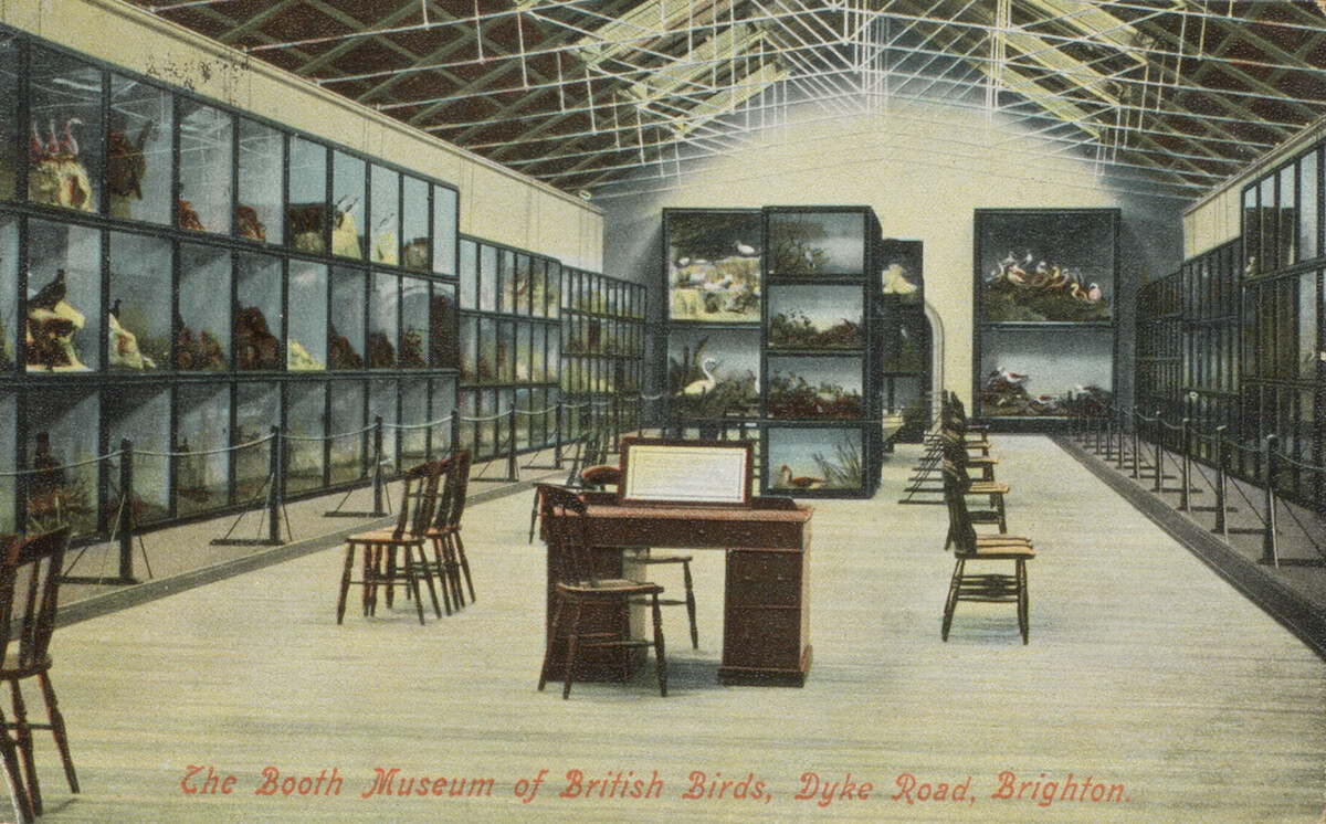 Colour postcard showing interior of Booth Museum of Natural History.