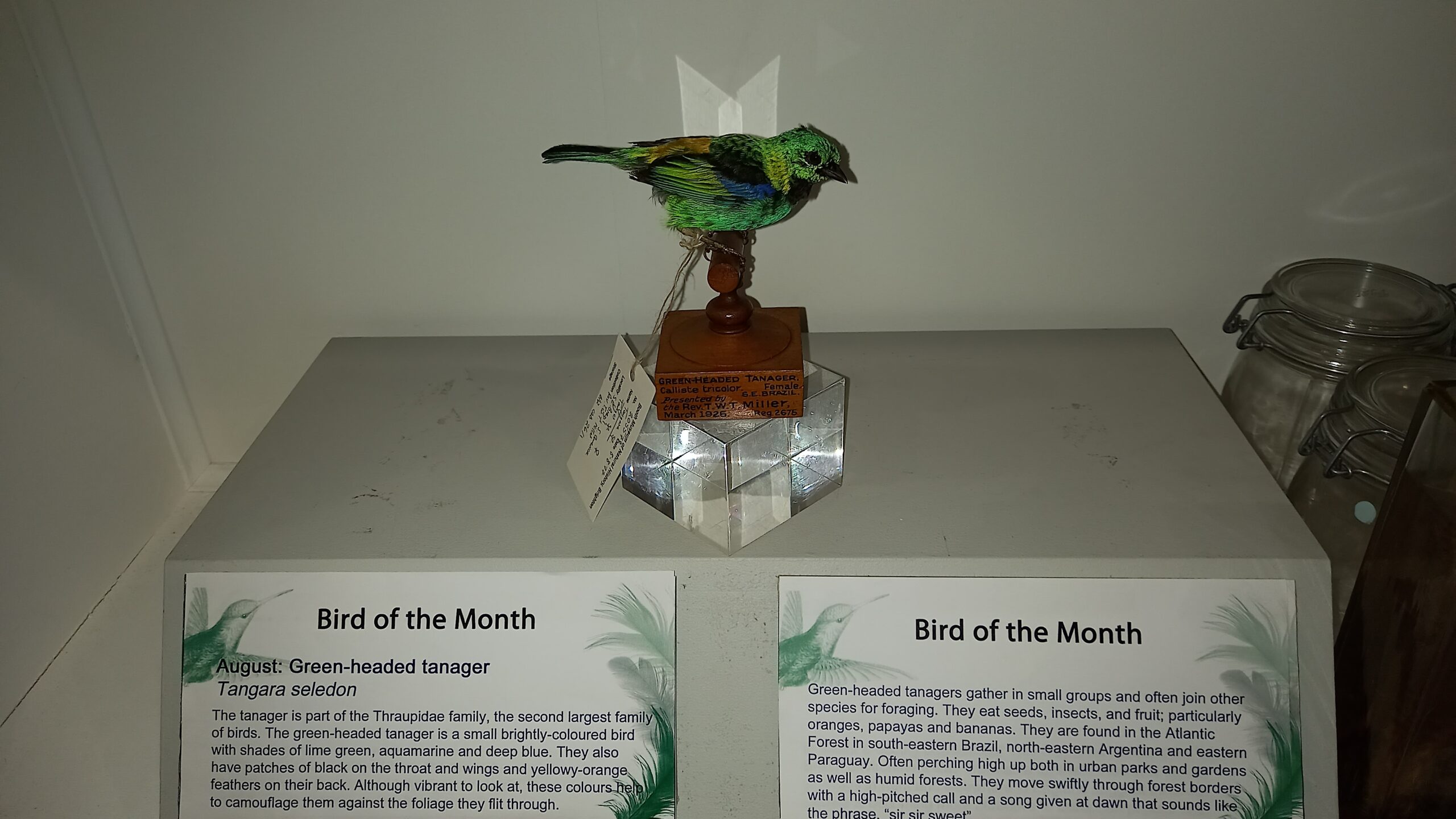 Green-headed tanager on display in the Booth Museum.