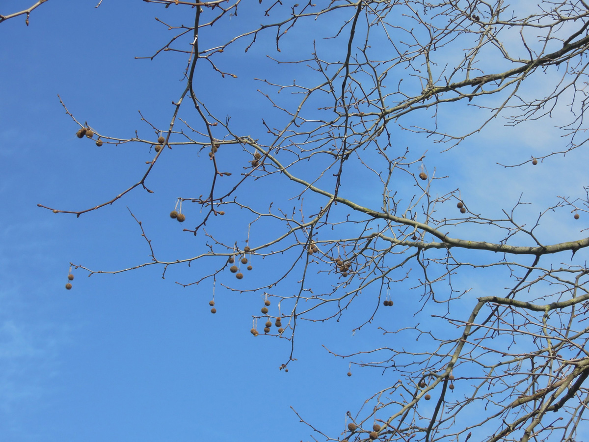 Nature at Home: Walking under Trees - Brighton & Hove Museums