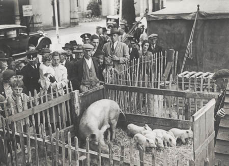 Pig feeding demonstration at the Royal Pavilion, 11 July 1942