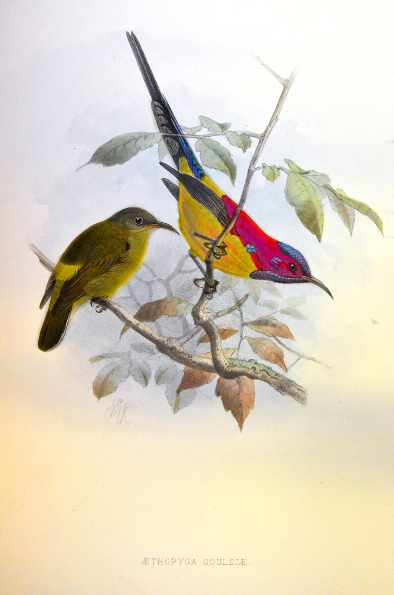 Print showing two sunbirds on a branch.
