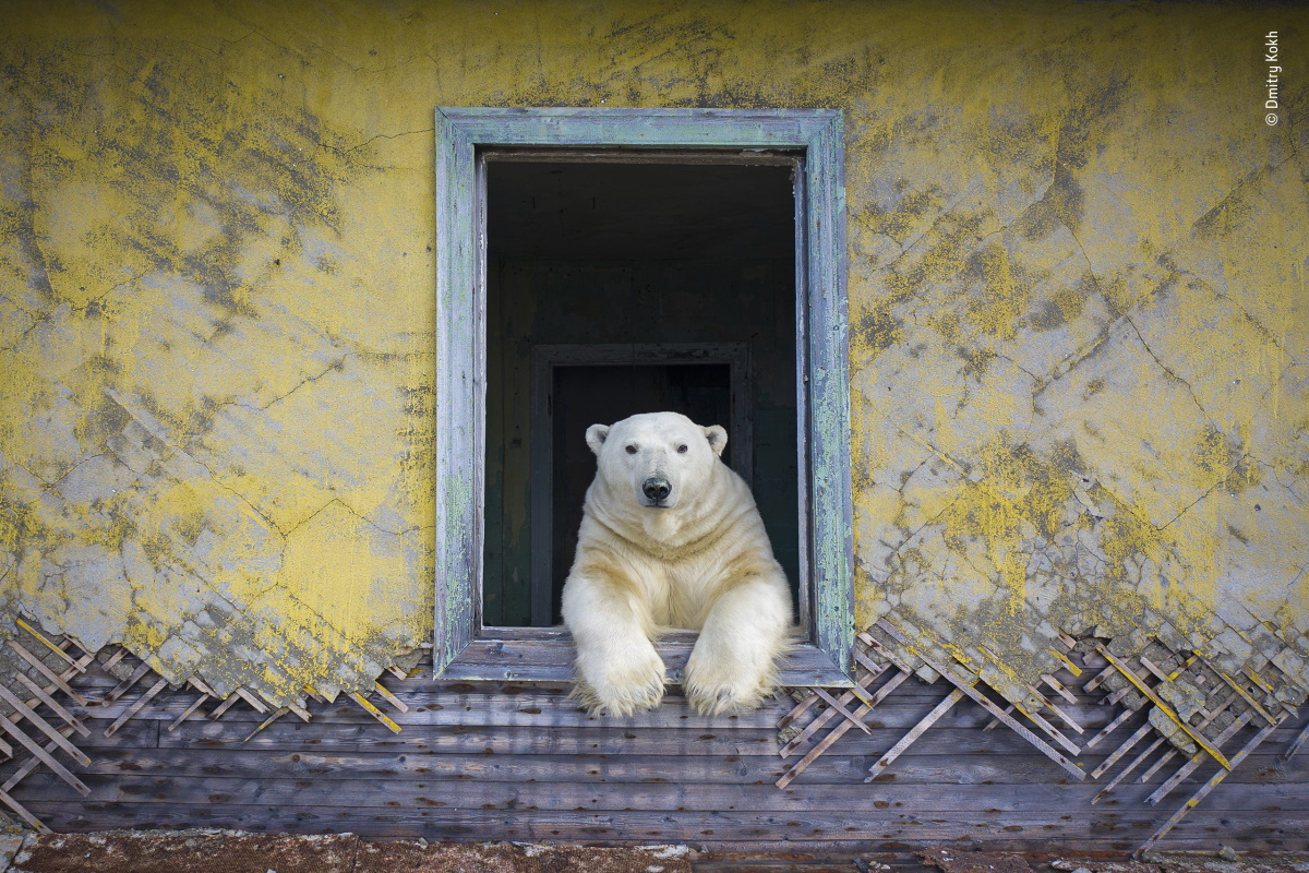 A polar bear peers out of a window frame in Kolyuchin, in the Russian High Arctic.