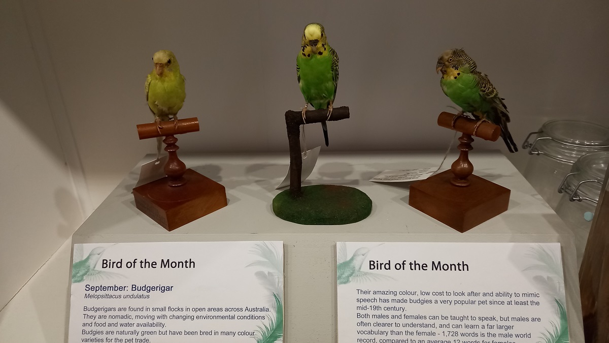 Budgerigar or the common parakeet on display at the Booth Museum.