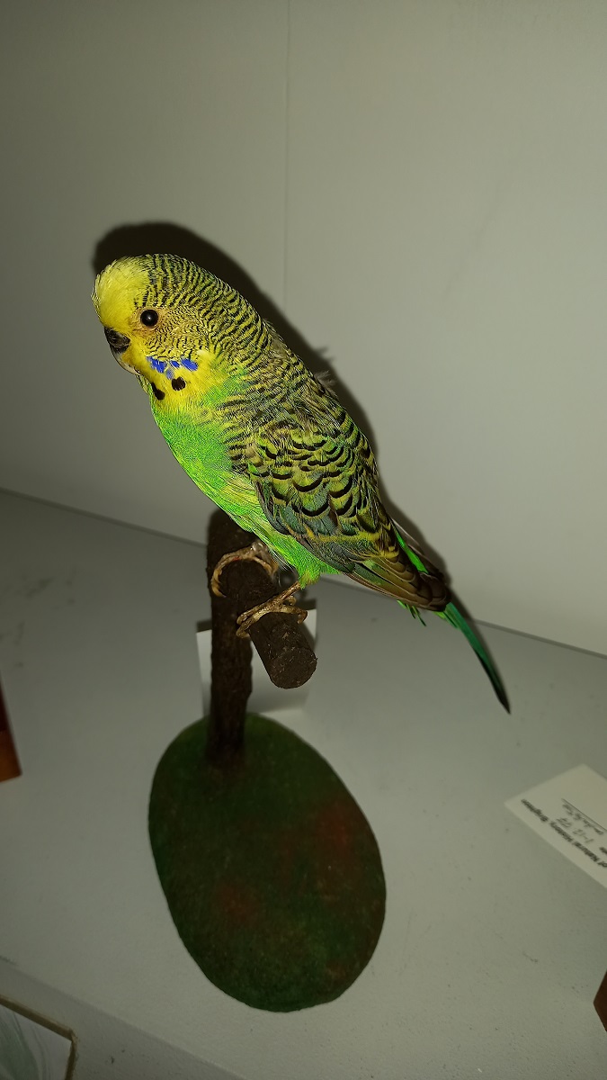 Budgerigar or the common parakeet on display at the Booth Museum.