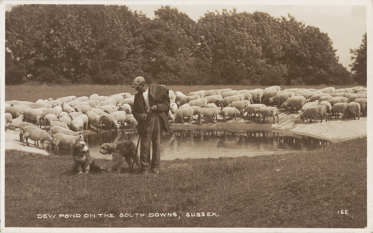Photo showing a shepherd and a flock of sheep at a dew pond.