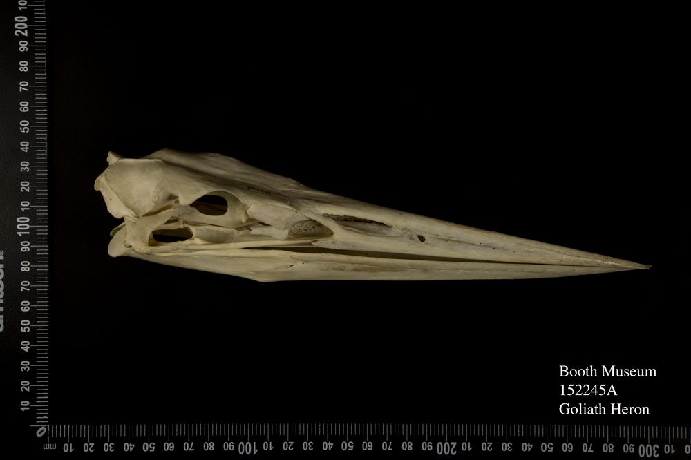 Side view of goliath heron skull
