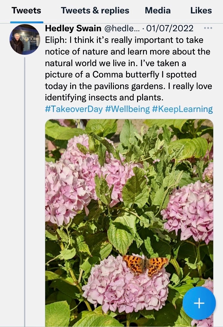 A screenshot of a tweet from the Museum Collective showing a butterfly in the Royal Pavilion Garden