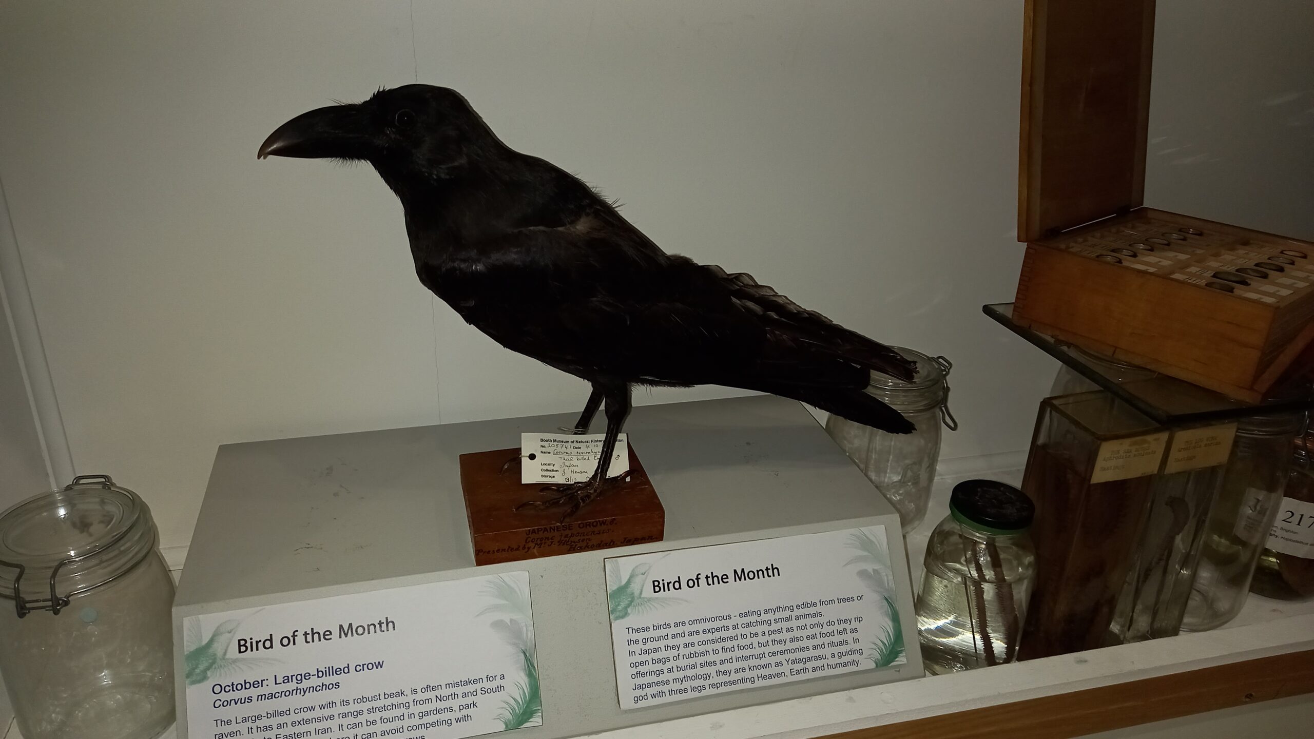 Large-billed crow Corvus macrorhynchos on display at the Booth Museum