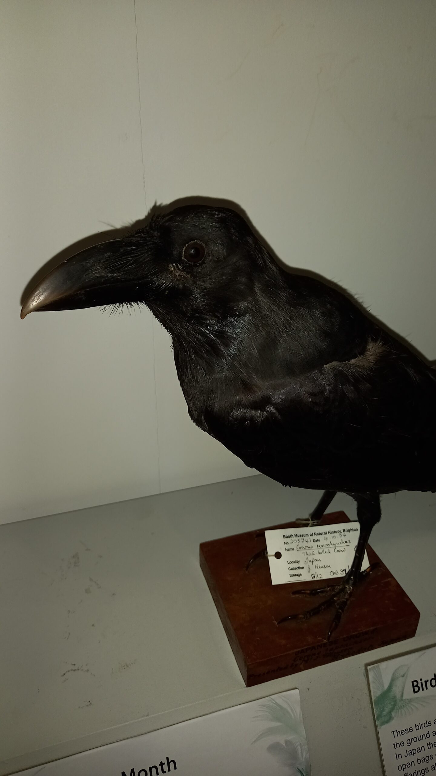 Large-billed crow Corvus macrorhynchos on display at the Booth Museum