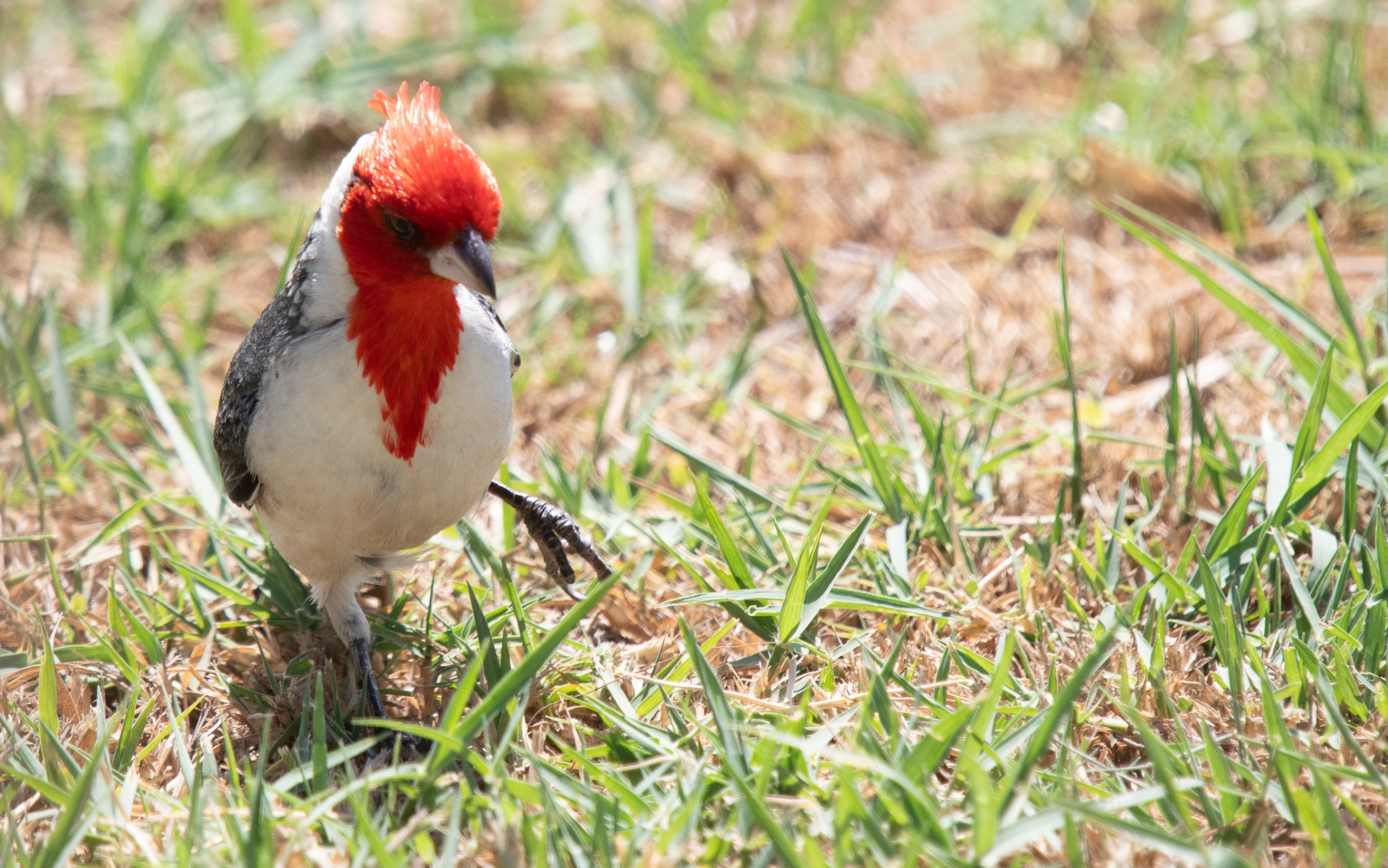 Image of a Cardinal bird.