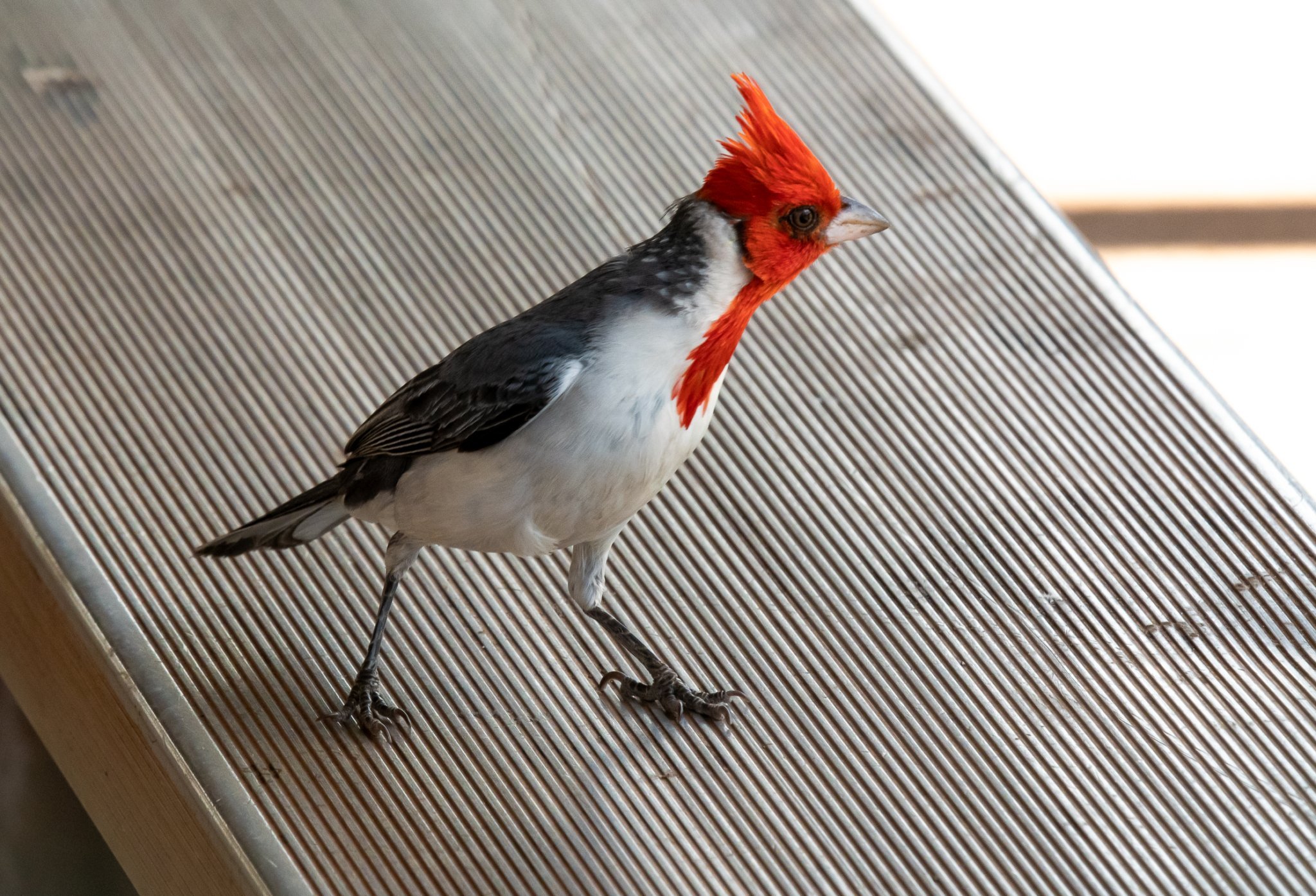Image of a Cardinal bird.