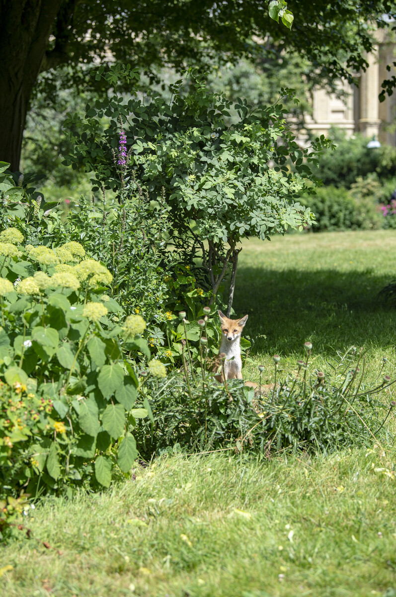 Fox in the Royal Pavilion Garden