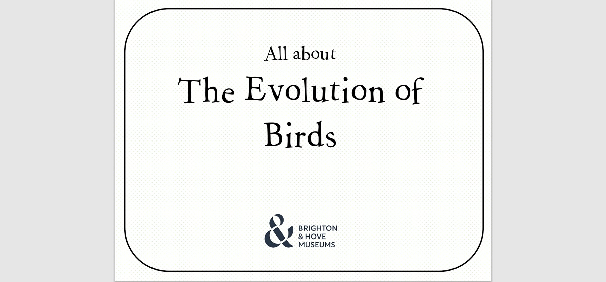 The Evolution of Birds