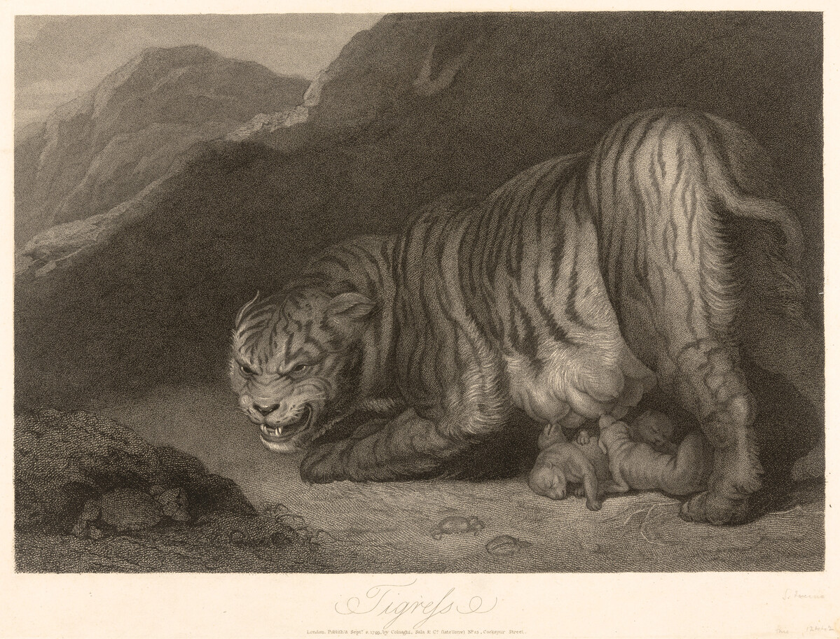 Print showing a tiger feeding her cubs.