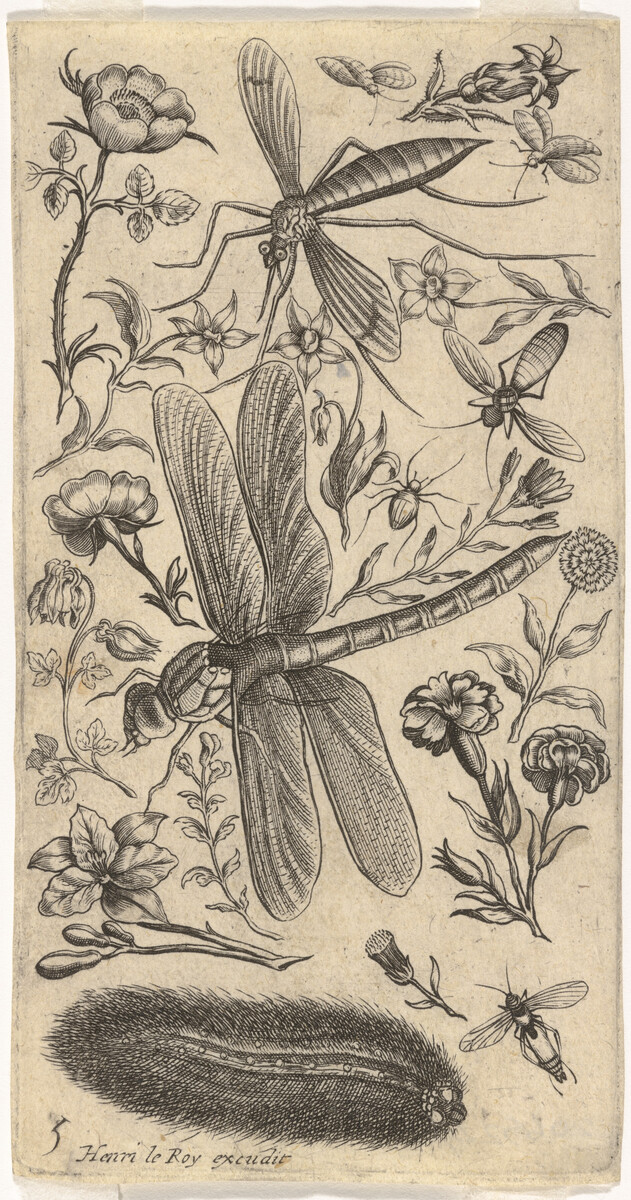 Print showing numerous insects, including a large dragonfly in the centre.