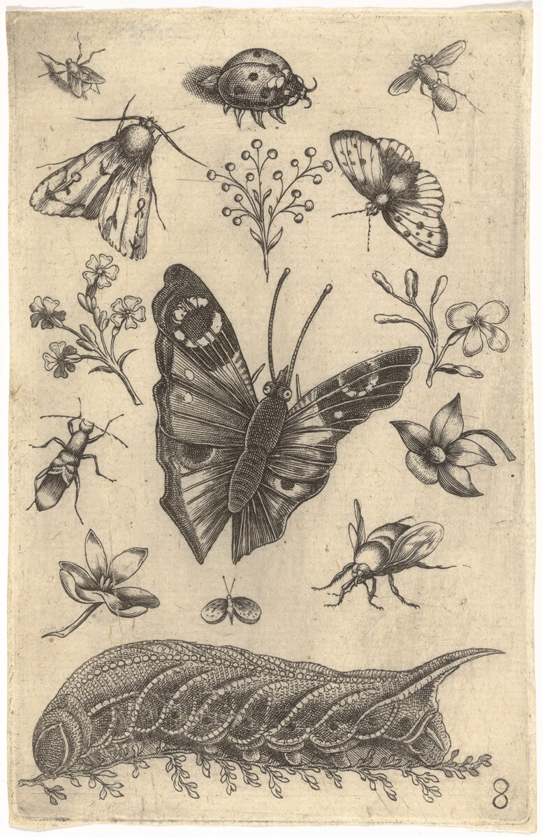 Print showing numerous insects and a large butterfly in the centre.