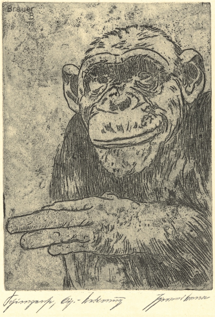 Black and white print of a Chimpanzee