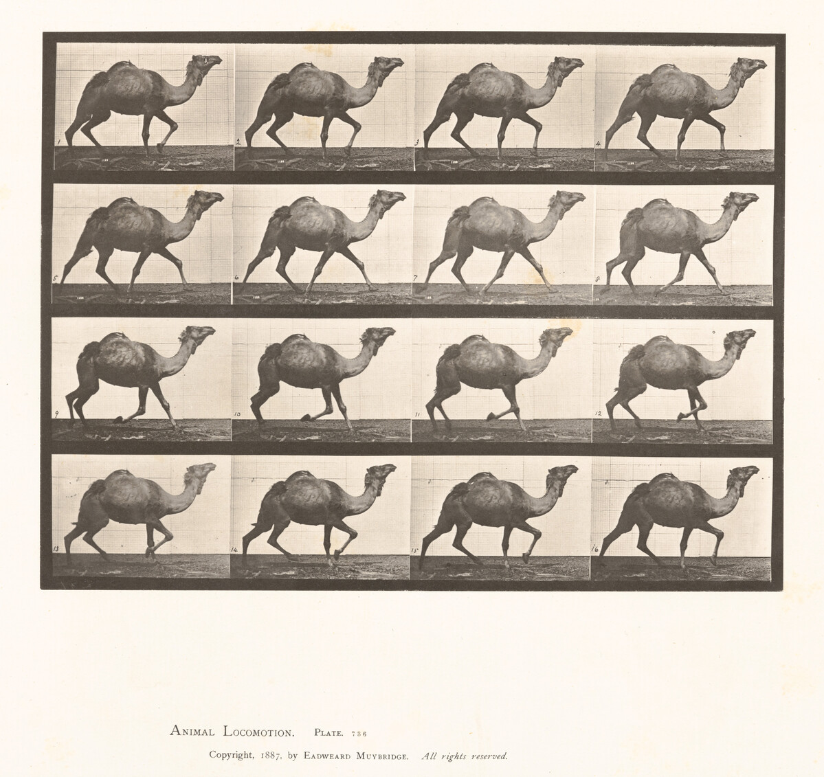 Multiple photos of a camel walking.
