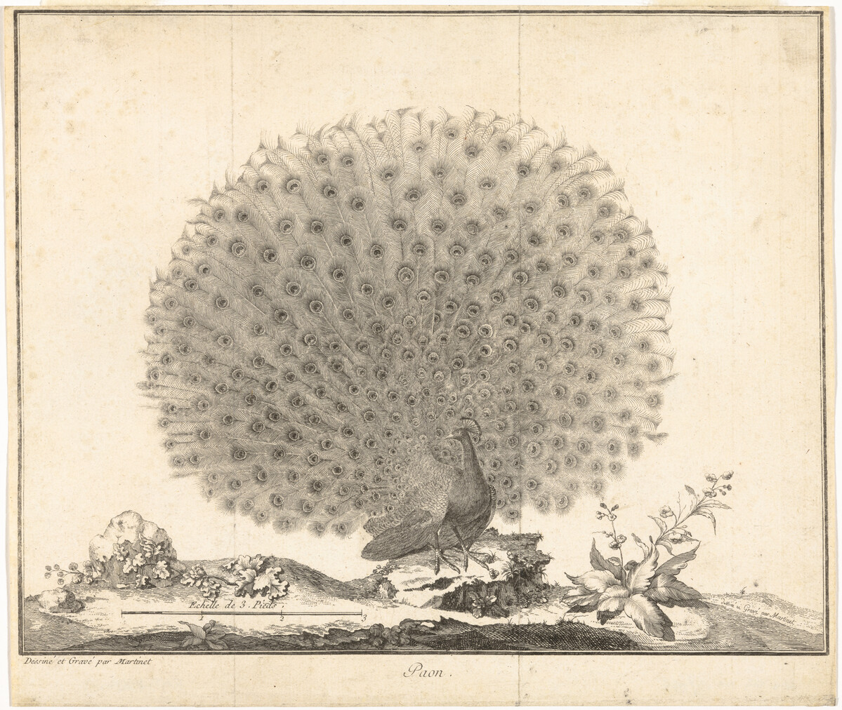 Print showing a peacock with plumed feathers.
