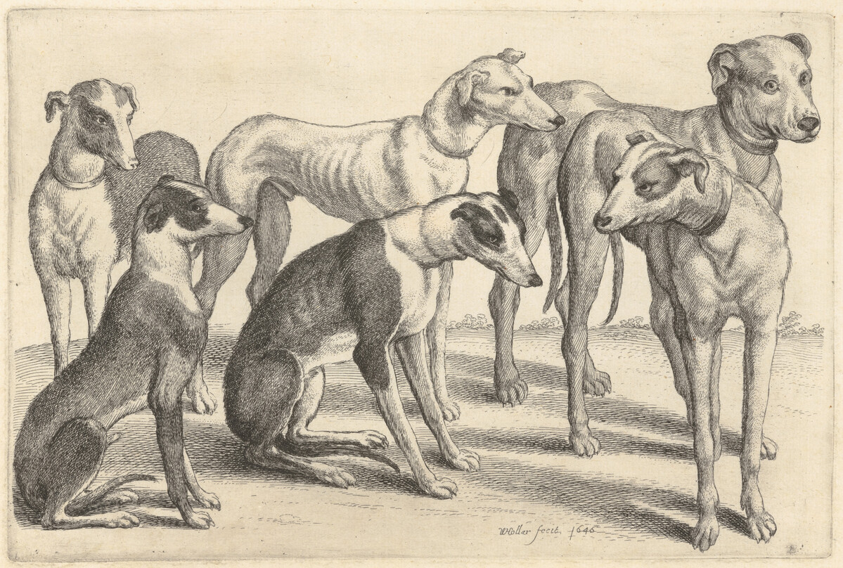 Print showing six dogs.