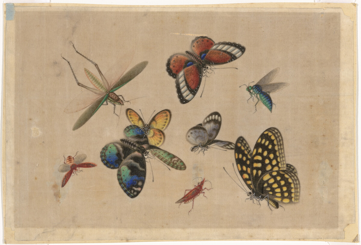 Painting showing butterflies and other insects.