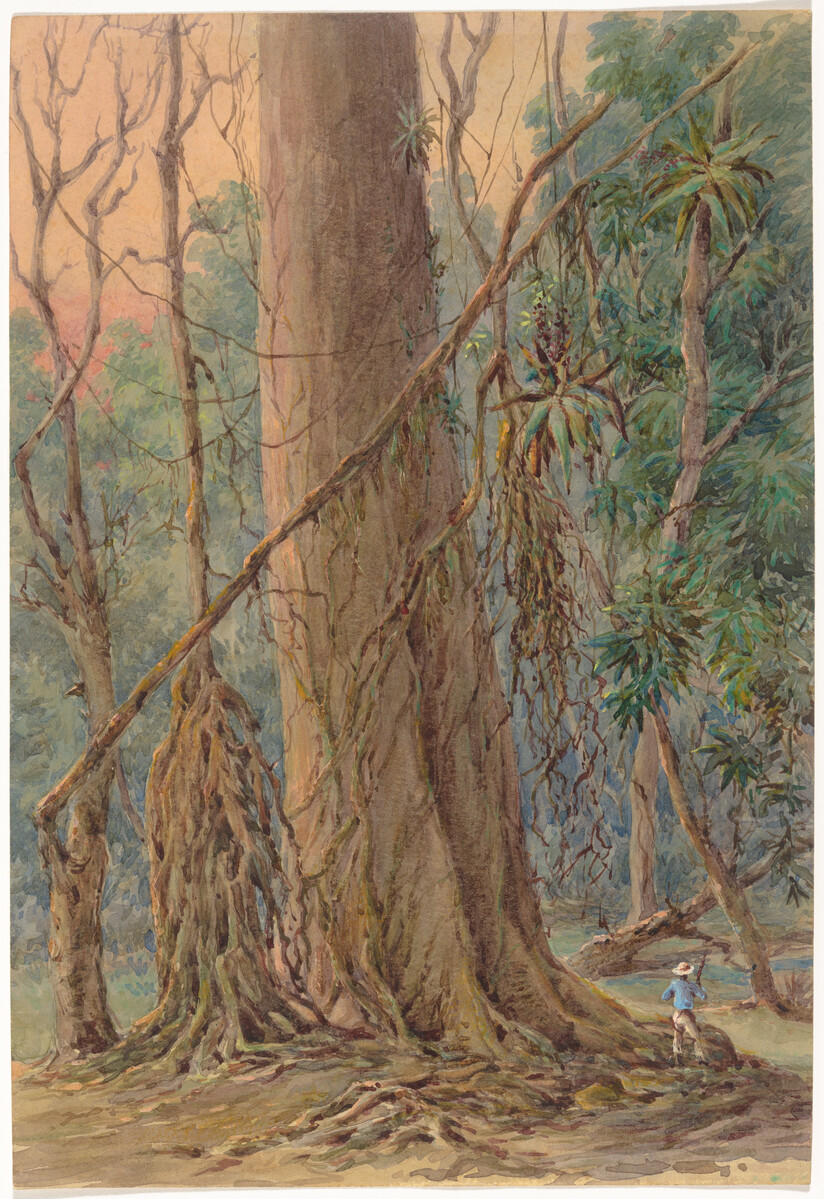 Watercolour of a large tree in a forest.
