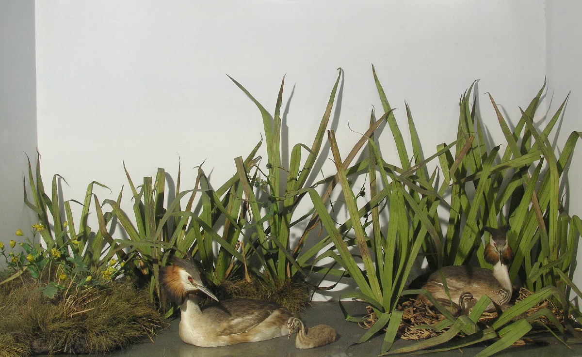 great crested grebes diorama