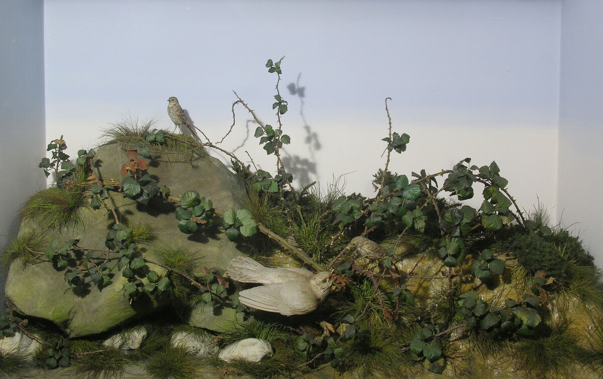 Booth Museum cuckoo diorama
